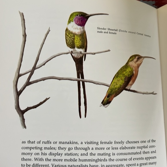 The Life Of The Hummingbird by Alexander F. Skutch HC book - Picture 9 of 12